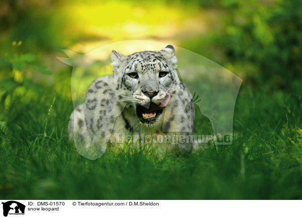 Schneeleopard / snow leopard / DMS-01570