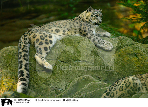 Schneeleopard / snow leopard / DMS-01571