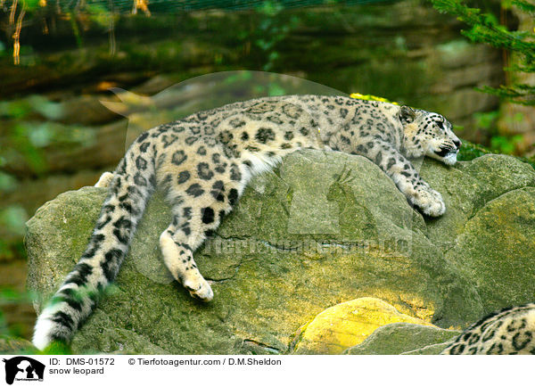 Schneeleopard / snow leopard / DMS-01572