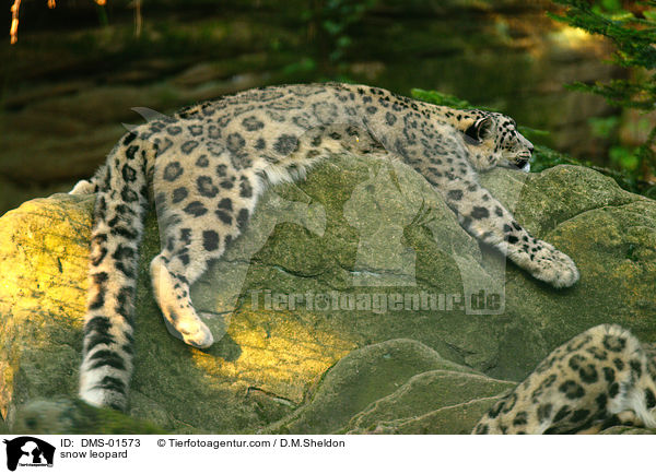 Schneeleopard / snow leopard / DMS-01573