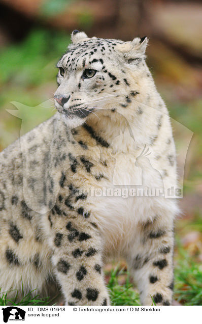 snow leopard / DMS-01648