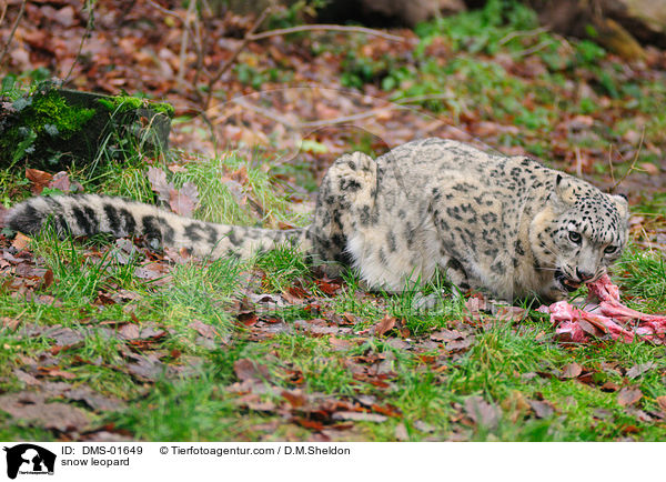 Schneeleopard / snow leopard / DMS-01649