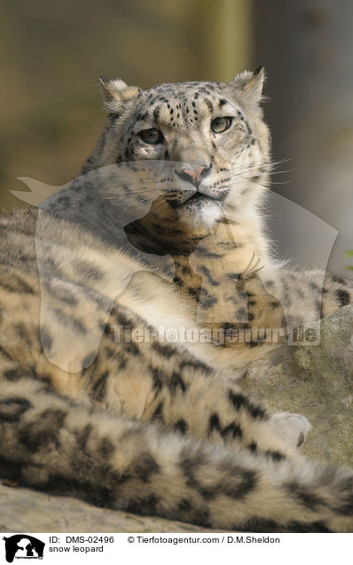 snow leopard / DMS-02496
