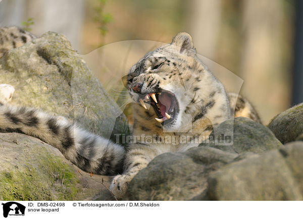 snow leopard / DMS-02498