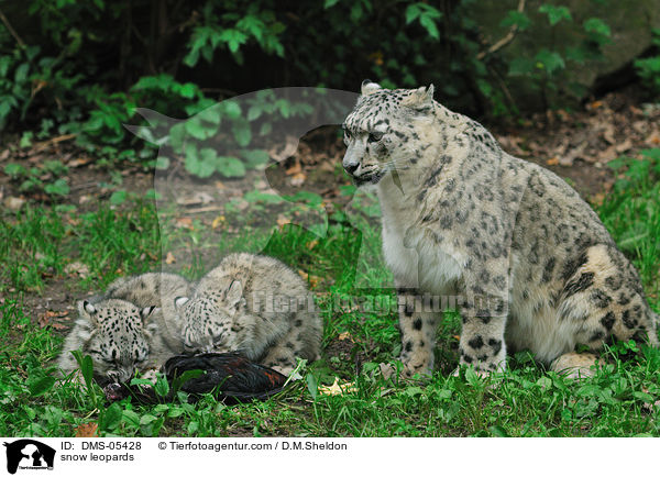 snow leopards / DMS-05428