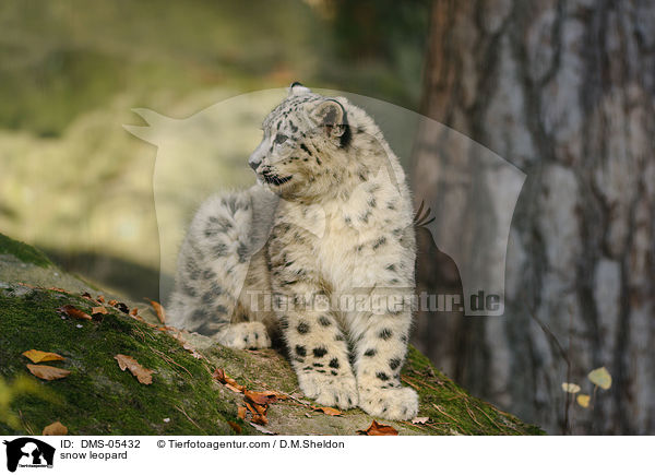 snow leopard / DMS-05432