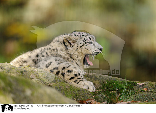 snow leopard / DMS-05433