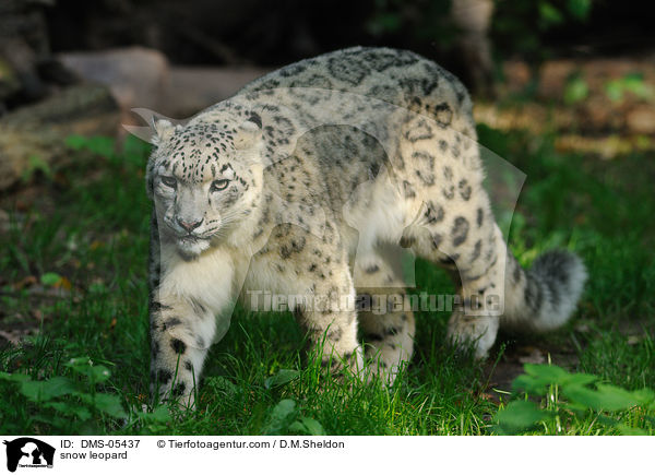 snow leopard / DMS-05437