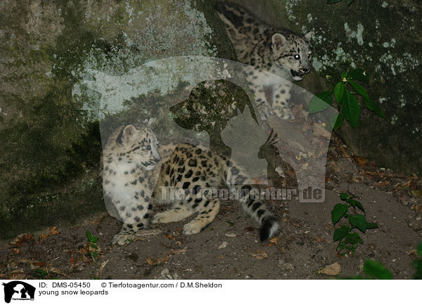 young snow leopards / DMS-05450