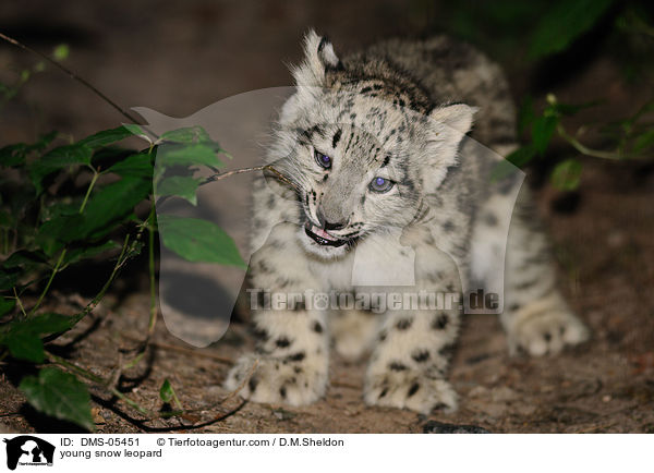 young snow leopard / DMS-05451