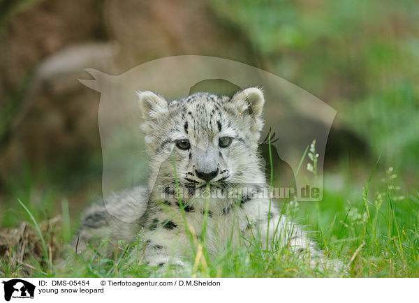 young snow leopard / DMS-05454