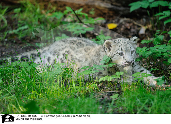 young snow leopard / DMS-05455