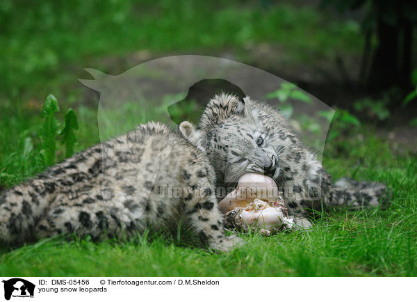 young snow leopards / DMS-05456