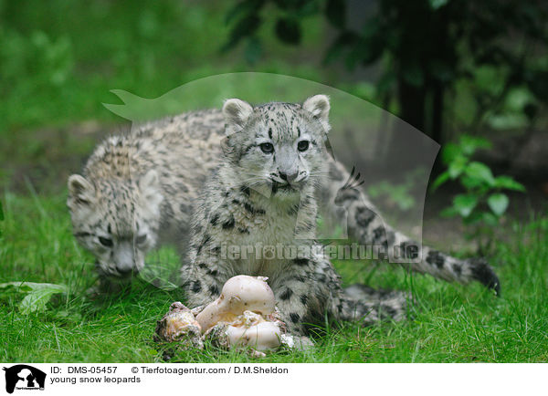 young snow leopards / DMS-05457
