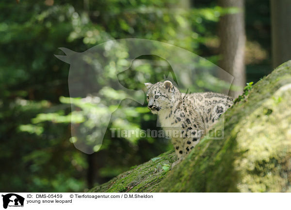 young snow leopard / DMS-05459