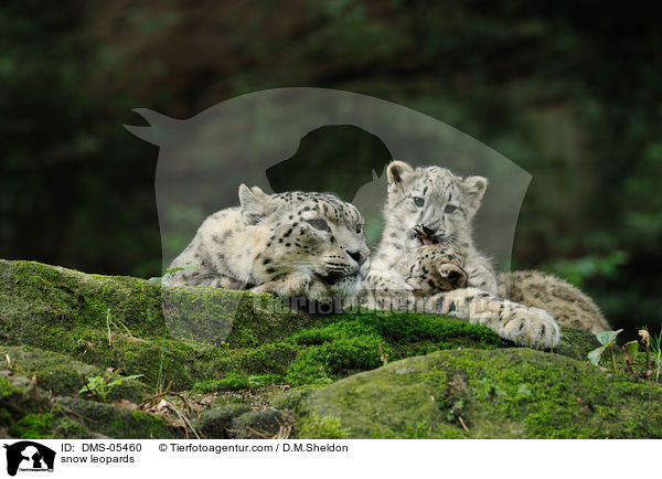 snow leopards / DMS-05460