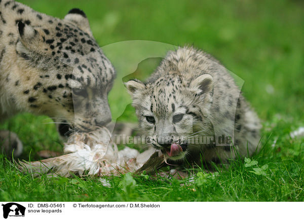 Schneeleoparden / snow leopards / DMS-05461