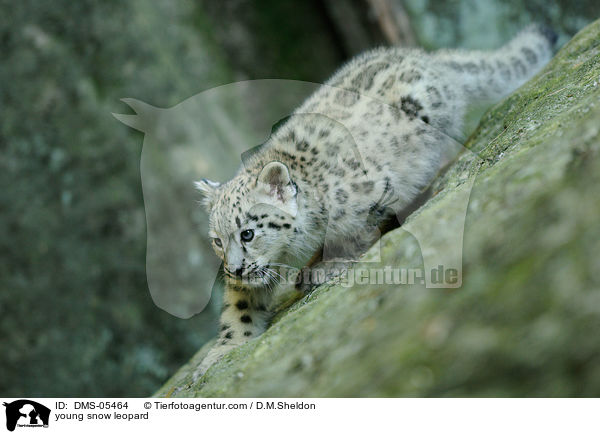 young snow leopard / DMS-05464