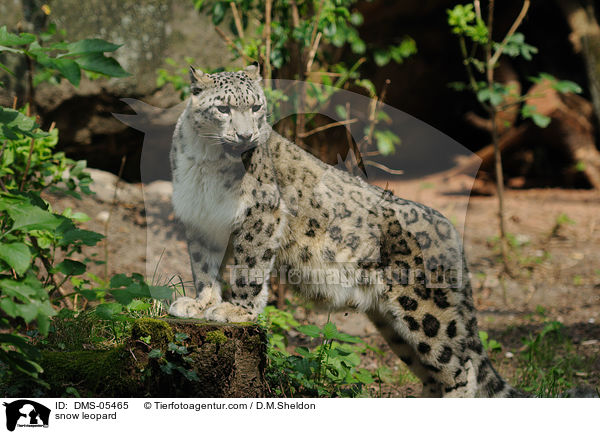 snow leopard / DMS-05465