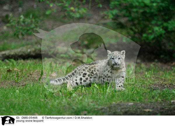 young snow leopard / DMS-05466