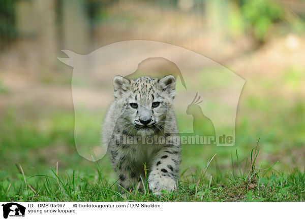 young snow leopard / DMS-05467