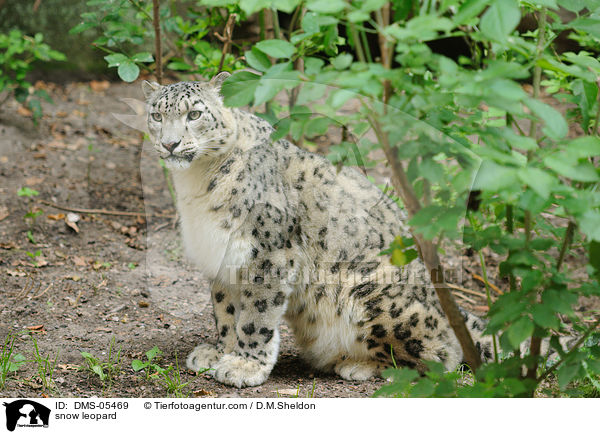 snow leopard / DMS-05469