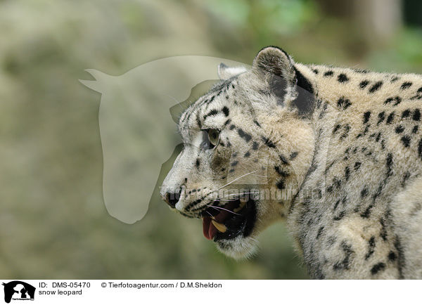 snow leopard / DMS-05470