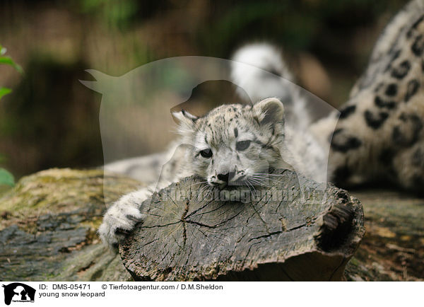 young snow leopard / DMS-05471