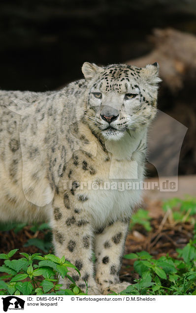 snow leopard / DMS-05472