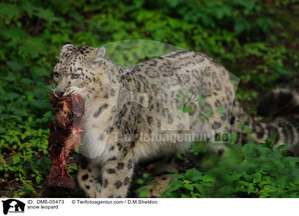 Schneeleopard / snow leopard / DMS-05473