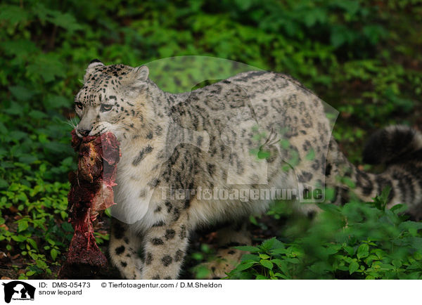 Schneeleopard / snow leopard / DMS-05473