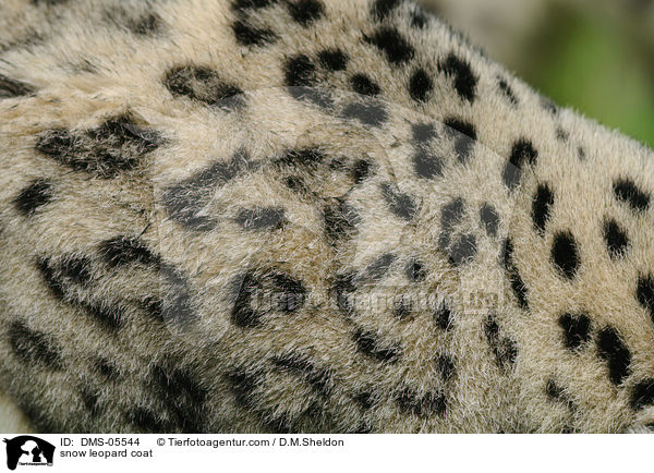 snow leopard coat / DMS-05544
