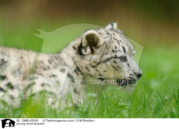 young snow leopard / DMS-05545