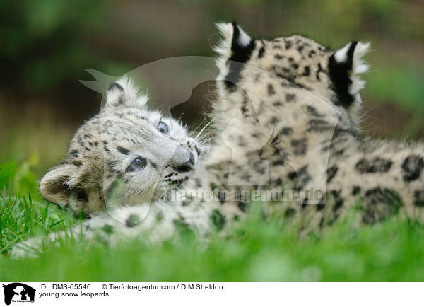 young snow leopards / DMS-05546