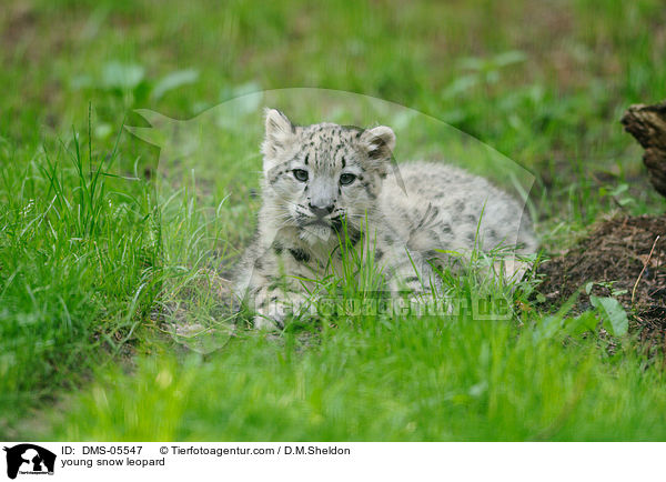 young snow leopard / DMS-05547