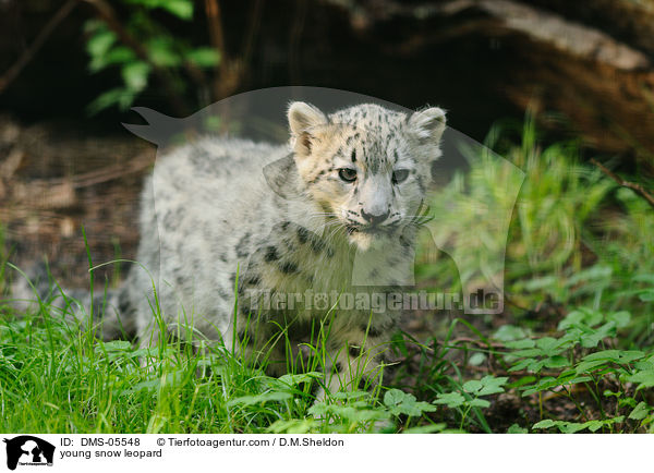 young snow leopard / DMS-05548