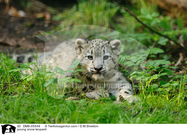 young snow leopard / DMS-05549