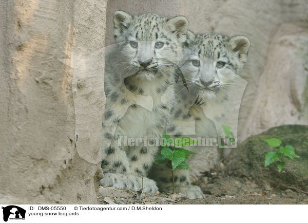 young snow leopards / DMS-05550