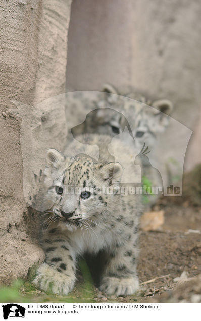 young snow leopards / DMS-05551
