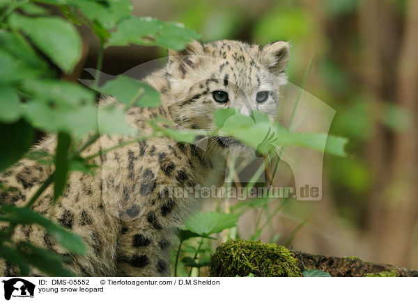 young snow leopard / DMS-05552