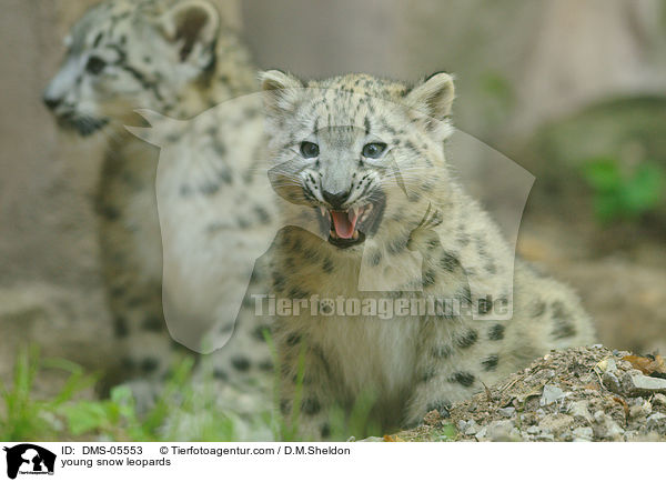 junge Schneeleoparden / young snow leopards / DMS-05553