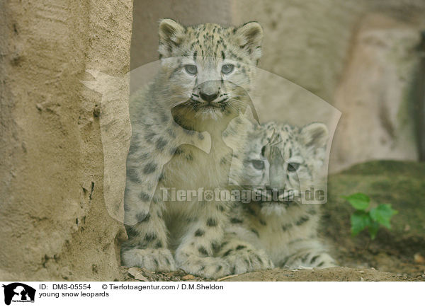 young snow leopards / DMS-05554