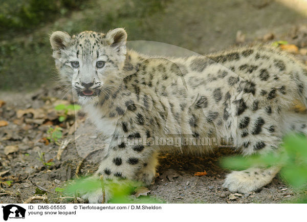 junger Schneeleopard / young snow leopard / DMS-05555