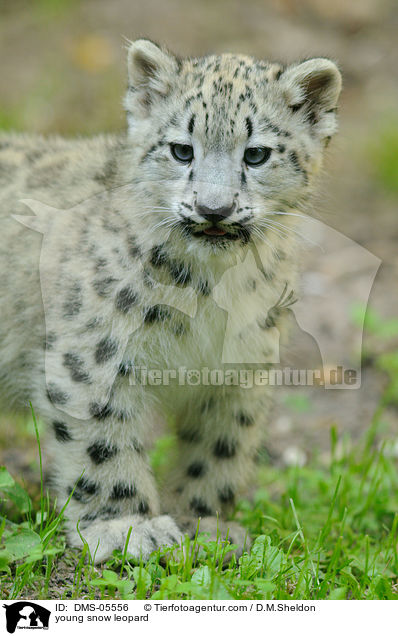 young snow leopard / DMS-05556