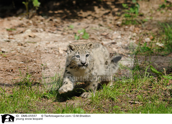 young snow leopard / DMS-05557