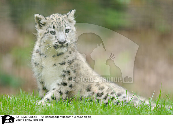 young snow leopard / DMS-05558
