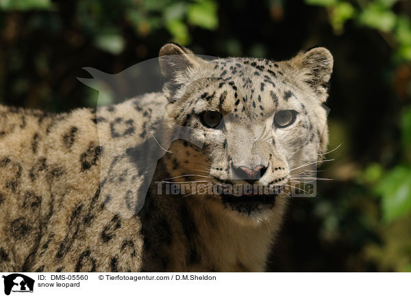 snow leopard / DMS-05560