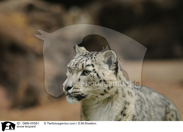 Schneeleopard / snow leopard / DMS-05561
