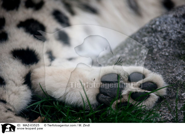 snow leopard paw / MAZ-03525