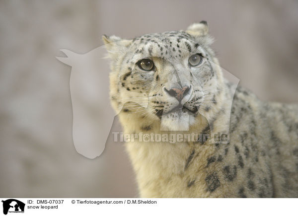 Schneeleopard / snow leopard / DMS-07037